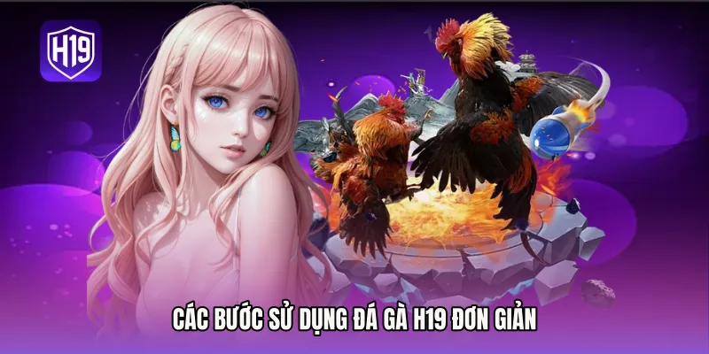 Các bước sử dụng đá gà H19 đơn giản