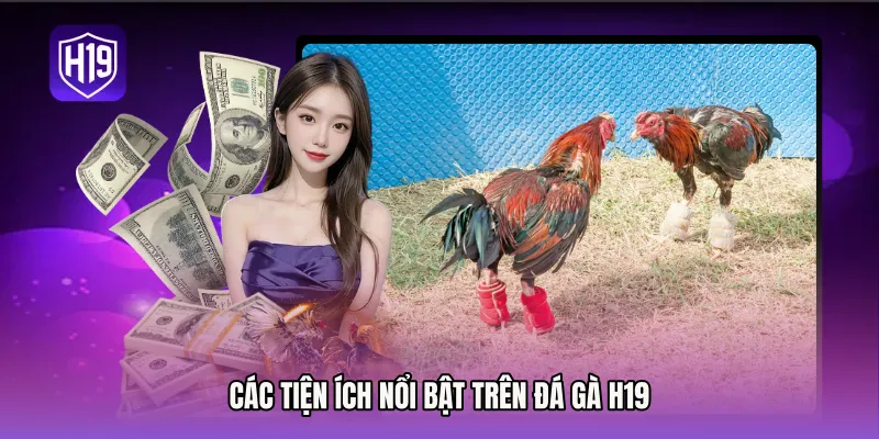 Các tiện ích nổi bật trên đá gà H19
